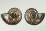 Cut & Polished, Pyritized Ammonite Fossil - Russia #198337-1